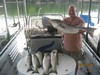 (08/19/2017) - Nice Striped Bass